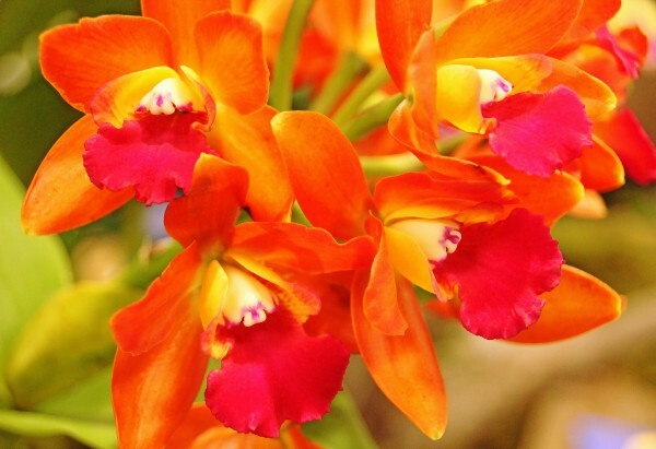 Pasión por las Orquídeas | Plantas exóticas Dominicanas.