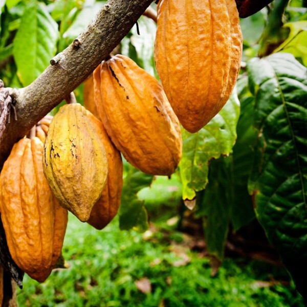 Cacao dominicano ante los desafíos del mercado internacional