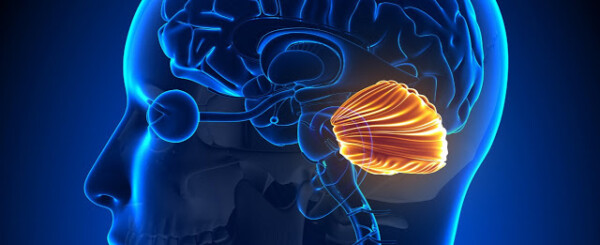 Anatomía y funciones del cerebelo