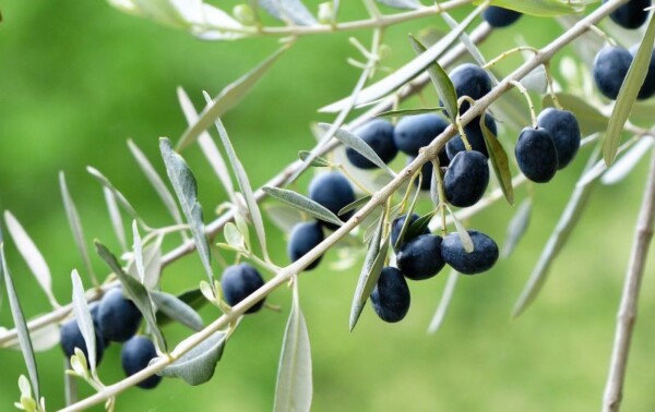 Género Olea: olivos y similares.