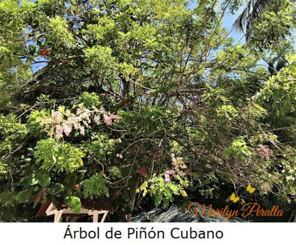 Piñón Cubano – Árboles y Flores en República Dominicana