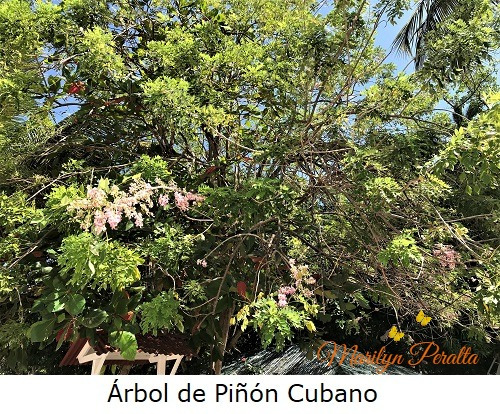 Arbol de Piñon Cubano