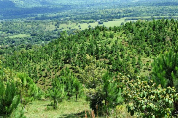Medio Ambiente y FAO presentan Plan de Acción Nacional de Lucha contra la Desertificación y la Sequía en la República Dominicana