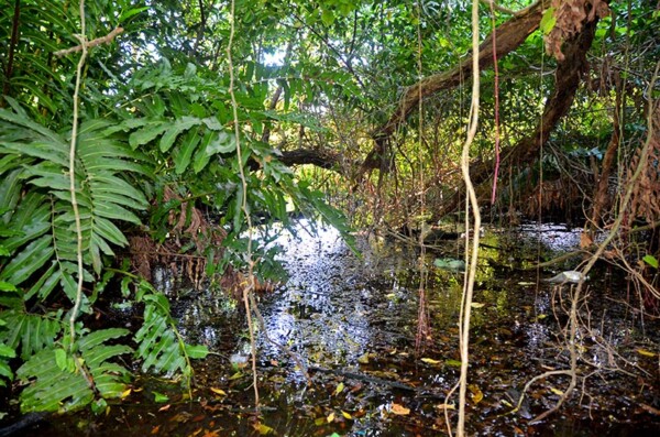 Zonas de vida y ecosistemas de Rep. Dominicana – Pamela Angeles