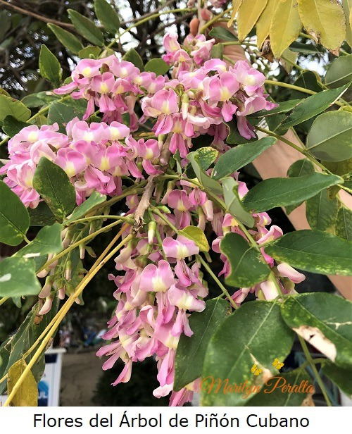 Flores del Arbol de Piñon Cubano