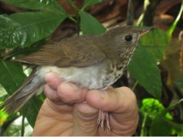 Reserva privada el Zorzal – Red de conservación de la Biodiversidad en República Dominicana