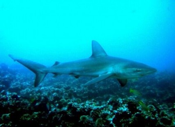 Alertan de que los tiburones pueden ser víctimas masivas de la COVID-19