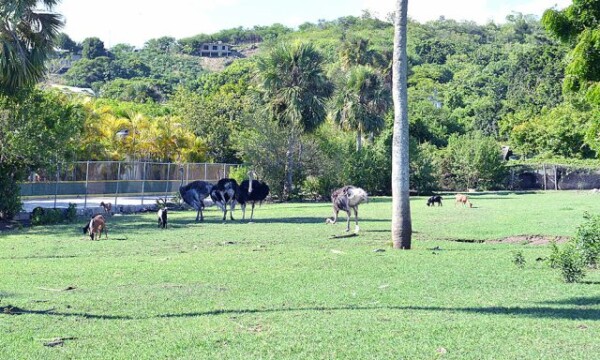 Zoológico de Gurabo cierra sus puertas; trasladan animales