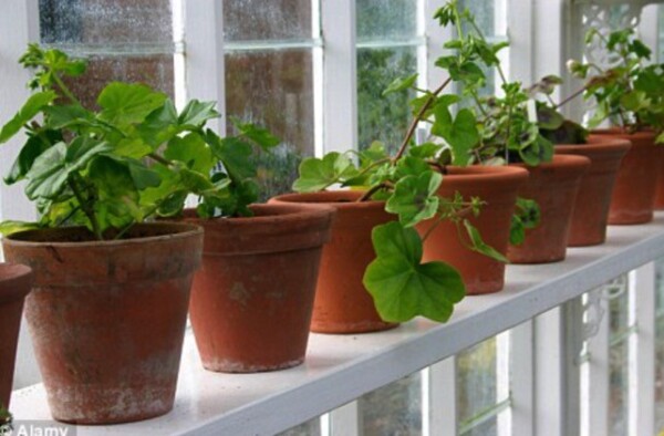Las Plantas que debes tener en casa y sus beneficios