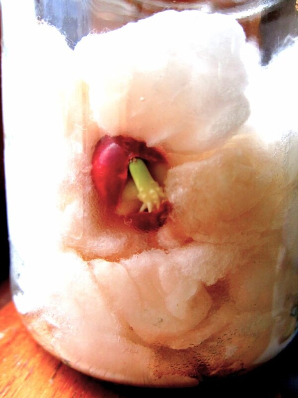 Enseña a tu hijo cómo nace una planta germinando un frijol (poroto)