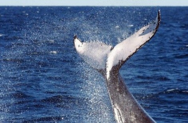 Alertan del riesgo de navegación por ballenas 380 ballenas muertas en Australia