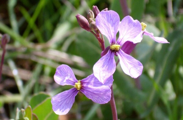 Descubierta una planta que produce flores radicalmente diferentes en primavera y verano
