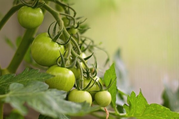 Cómo madurar tomates verdes fuera de la planta