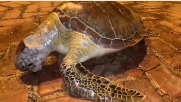 Encuentran muerta una tortuga Carey en Puerto Plata