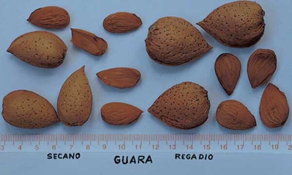 Características de la variedad de almendro Guara