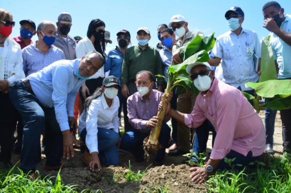 FEDA anuncia convertirá el municipio de Tamayo en la capital del plátano, inicia siembra de 30 mil tareas