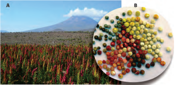 El cultivo de la quínoa en Chile. Libro en PDF