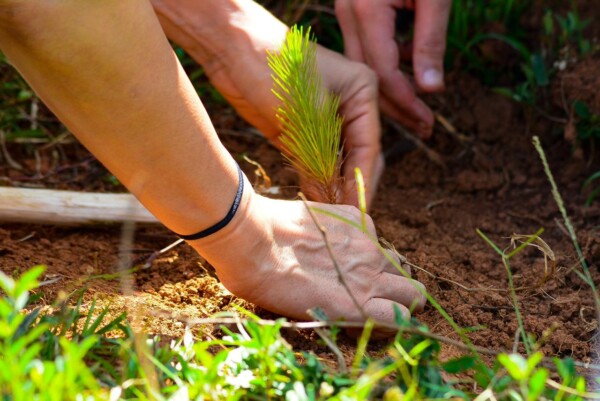 Ministerio de Medio Ambiente planta 1.4 millones de árboles durante el “Mes de la Reforestación”