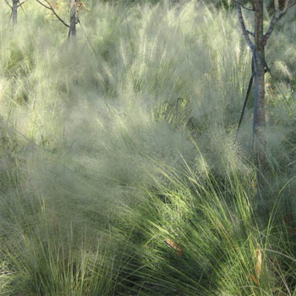 Gramíneas ornamentales: La hierba nubosa (Agrostis nebulosa)