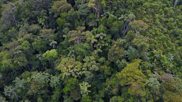 Descubra: Una joya ambiental amenazada, fuera de lo común: El hotspot de biodiversidad de los Andes tropicales. Post-extractivismo. Más allá de lo sostenible