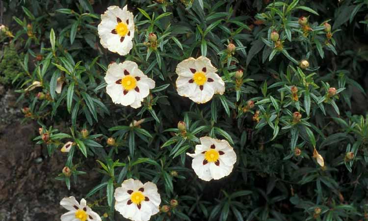 Floración de cistus ladanifer
