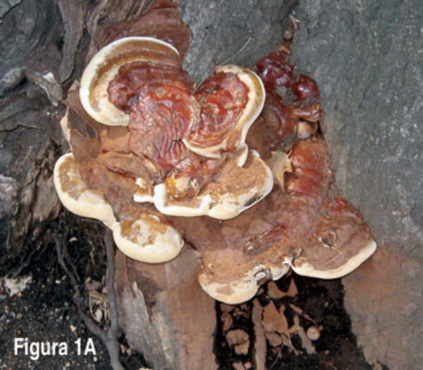 Identificación del tipo de pudrición de la madera y hongos xilófagos en árboles urbanos