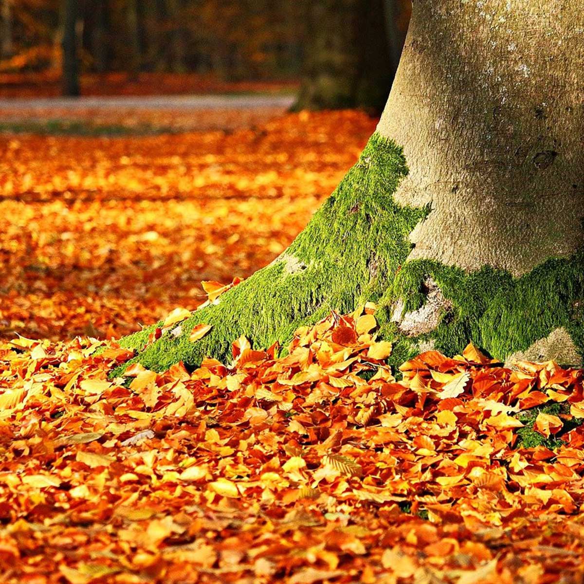 Jardín en temporada de otoño: 10 tareas claves para su cuidado - limpieza de hojas