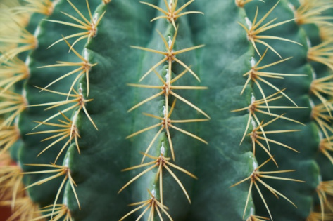 cactus puas punxes tija suculenta tallo suculento