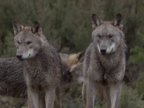 El lobo será especie protegida en España