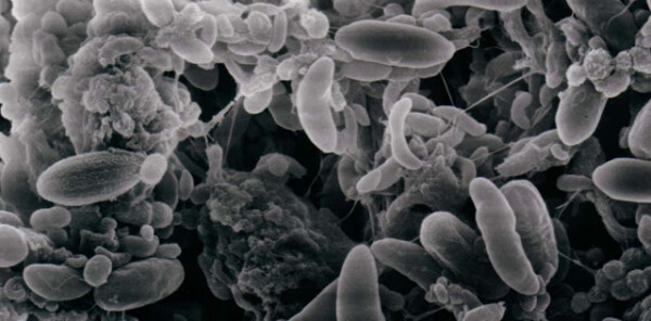 Las bacterias: concepto, características, funciones y clasificación