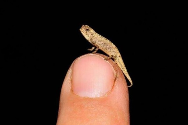 Así es el nanocamaleón, el reptil más pequeño del mundo que fue descubierto en Madagascar