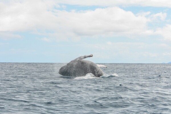 Además de observar ballenas ¿sabes que se desarrollan actividades científicas durante la temporada?