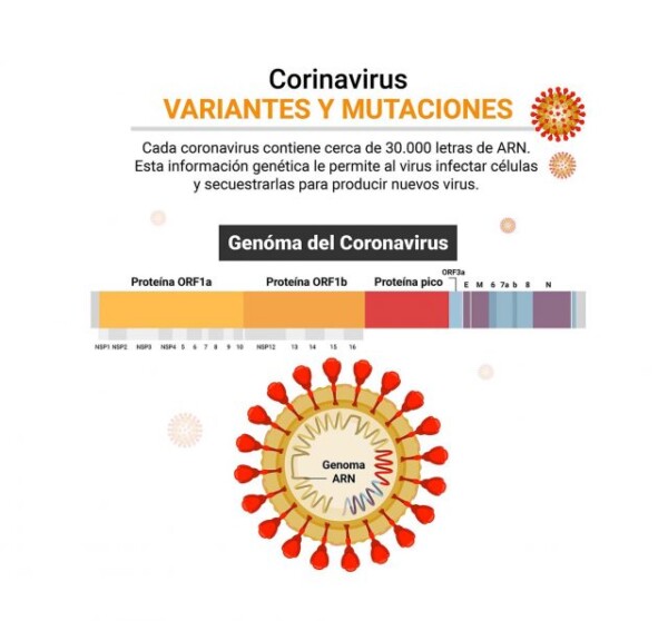 Las mutaciones del coronavirus que más preocupan a los científicos