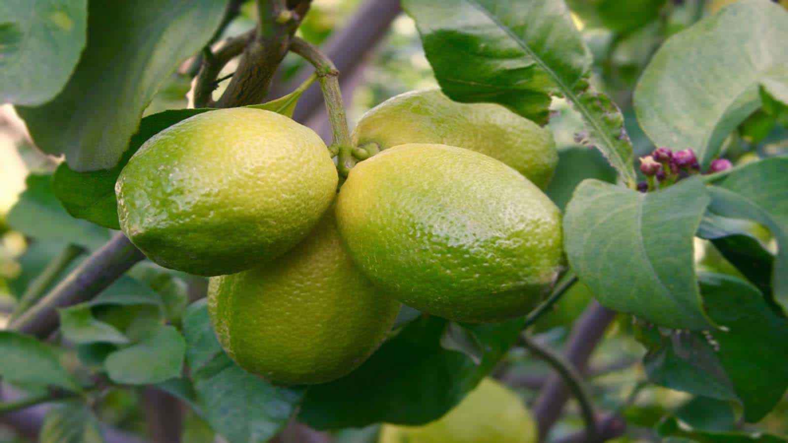 Limonero (Citrus acida)