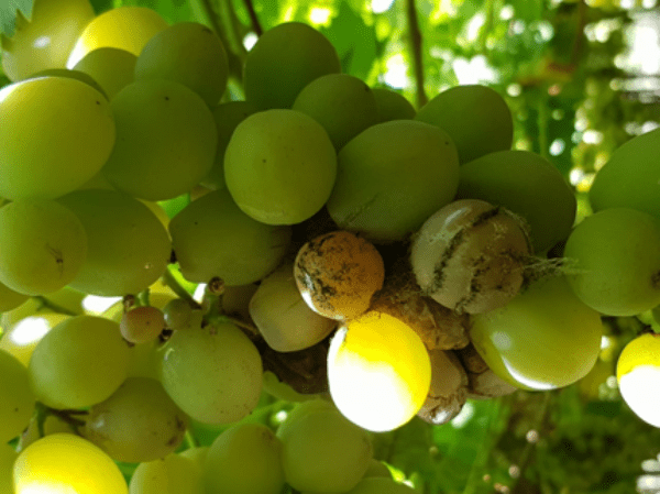 Lecciones de una catástrofe climática para la industria de la uva