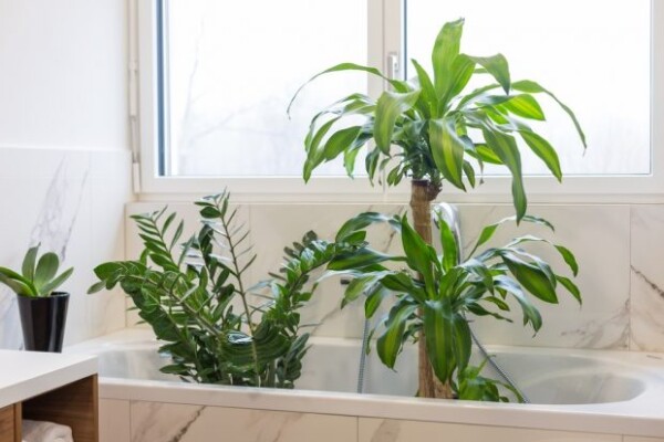 9 maneras de tener más plantas de interior en tu casa