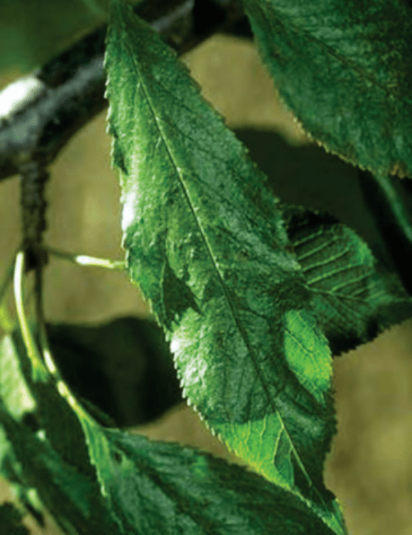 Virus del enanismo de los Prunus: Síntomas y control