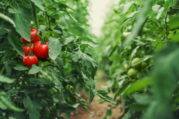 Manejo del cultivo y principales enfermedades en el cultivo del tomate
