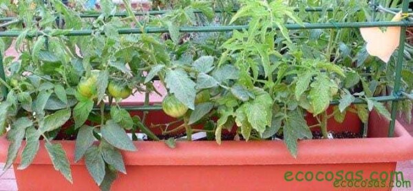 Plantar tomates: todo sobre el cultivo, las plagas, enfermedades, semillas y más