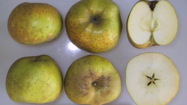 Manzana reineta. Cultivo y características agronómicas