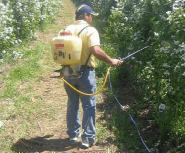 Uso de pulverizadores hidráulicos de mochila en huertos de berries
