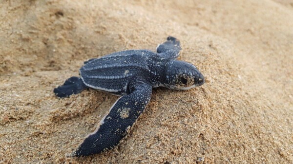 País posee 87 nidos de tortuga Tinglar desde inicio de la temporada de anidación en marzo