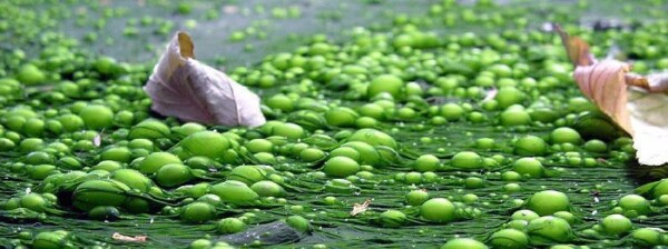 Lo que las algas marinas pueden hacer por tu cultivo
