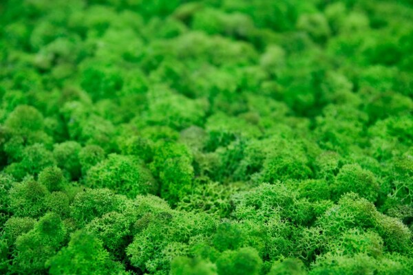 Nutrición vegetal: aplicación de fertilizantes edáficos