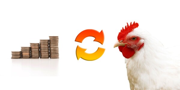 Resultados de una granja  productora de pollo en un ciclo económico
