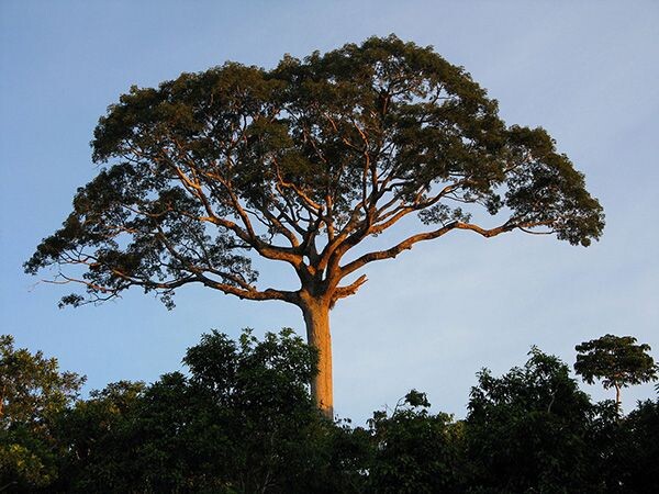 Consultorio Ecológico: ¿Será cierto que en Samaná hay árboles milenarios?