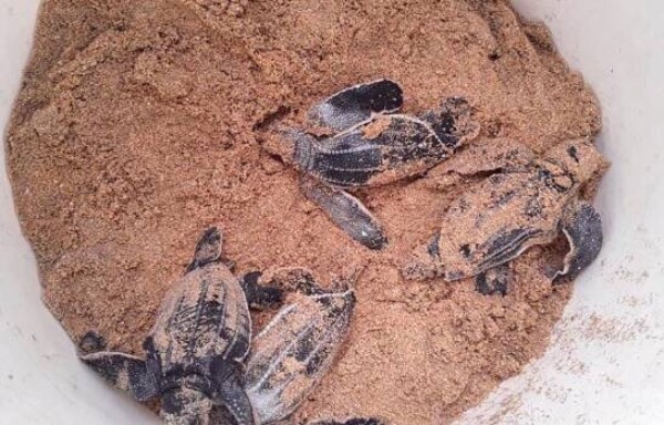 Se realiza segundo evento de eclosión de 84 neonatos de tortuga tinglar en playas de Miches