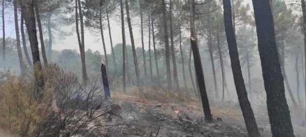 Se pone en marcha la restauración forestal de emergencia en la zona afectada por el incendio de la Sierra de la Culebra